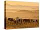 Paint Horses at Black Hills Wild Horse Sanctuary, South Dakota, Usa-Cathy & Gordon Illg-Premier Image Canvas