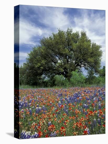 Paintbrush and Bluebonnets and Live Oak Tree, Marble Falls, Texas Hill Country, USA-Adam Jones-Premier Image Canvas