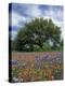 Paintbrush and Bluebonnets and Live Oak Tree, Marble Falls, Texas Hill Country, USA-Adam Jones-Premier Image Canvas