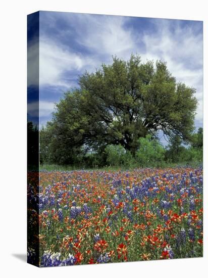 Paintbrush and Bluebonnets and Live Oak Tree, Marble Falls, Texas Hill Country, USA-Adam Jones-Premier Image Canvas