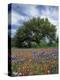 Paintbrush and Bluebonnets and Live Oak Tree, Marble Falls, Texas Hill Country, USA-Adam Jones-Premier Image Canvas