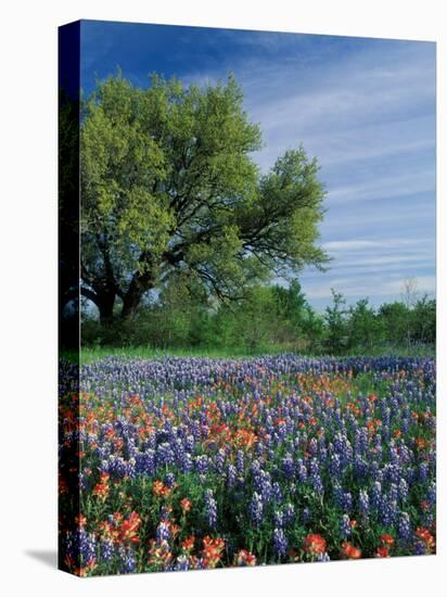 Paintbrush and Bluebonnets, Hill Country, Texas, USA-Adam Jones-Premier Image Canvas