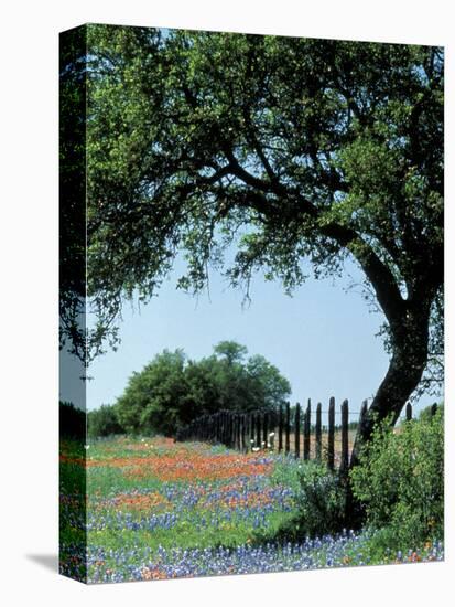 Paintbrush and Bluebonnets, Texas Hill Country, Texas, USA-Adam Jones-Premier Image Canvas
