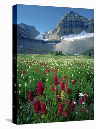 Paintbrush in Uinta National Forest, Wasatch Mountains, Mount Timpanogos Wilderness, Utah, USA-Scott T^ Smith-Premier Image Canvas