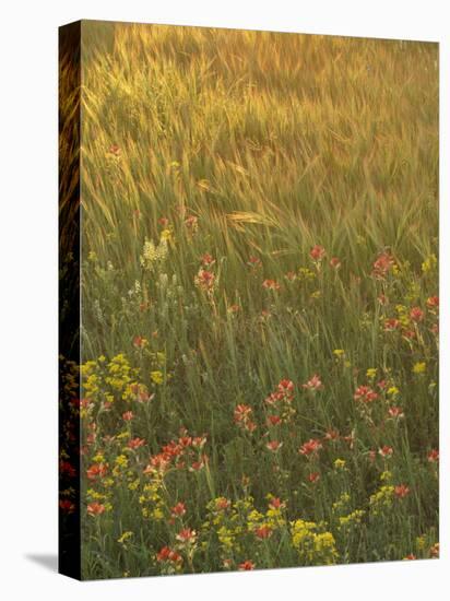 Paintbrush, Low Bladderpod and Grass, Texas Hill Country, USA-Adam Jones-Premier Image Canvas
