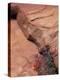 Paintbrush with Entrada Sandstone Along Zion-Mt. Carmel Highway, Zion National Park, Utah, USA-null-Premier Image Canvas