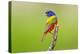 Painted Bunting male perched.-Larry Ditto-Premier Image Canvas