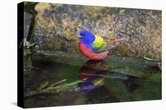 Painted Bunting (Passerina ciris) in spring-Larry Ditto-Premier Image Canvas