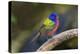 Painted Bunting (Passerina ciris) in spring-Larry Ditto-Premier Image Canvas