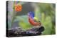 Painted Bunting (Passerina Ciris) Male Perched-Larry Ditto-Premier Image Canvas