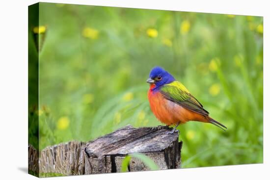 Painted Bunting (Passerina ciris) perched-Larry Ditto-Premier Image Canvas