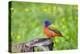 Painted Bunting (Passerina ciris) perched-Larry Ditto-Premier Image Canvas