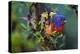 Painted bunting perched on branch, Texas, USA-Karine Aigner-Premier Image Canvas