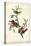 Painted Bunting-John James Audubon-Stretched Canvas