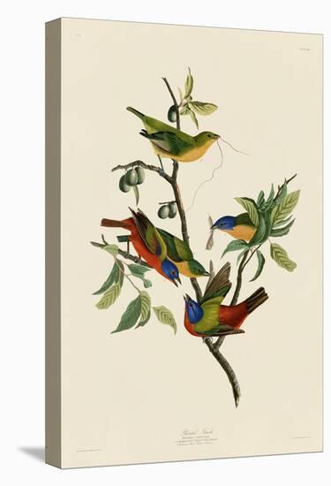 Painted Finch-John James Audubon-Stretched Canvas