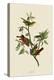 Painted Finch-John James Audubon-Stretched Canvas