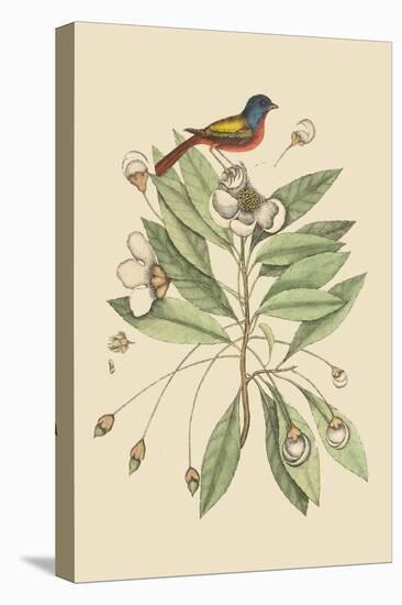 Painted Finch-Mark Catesby-Stretched Canvas