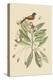 Painted Finch-Mark Catesby-Stretched Canvas