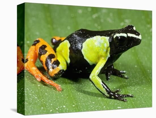 Painted Mantella in Andasibe-Mantadia National Park-Kevin Schafer-Premier Image Canvas
