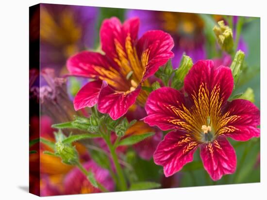 Painted Tongue Blooms, Sammamish, Washington, USA-Darrell Gulin-Premier Image Canvas