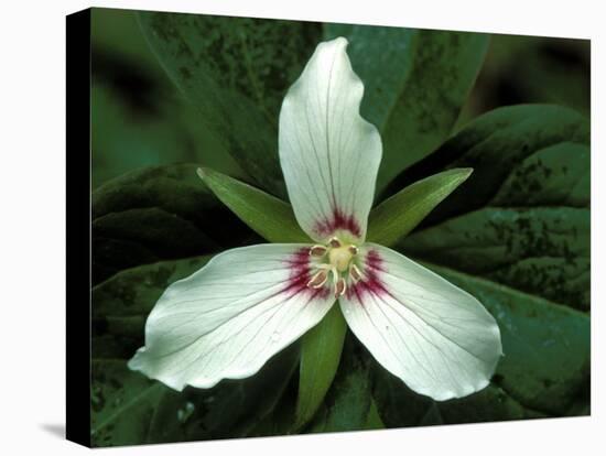 Painted Trillium, Port Huron, Michigan, USA-Claudia Adams-Premier Image Canvas