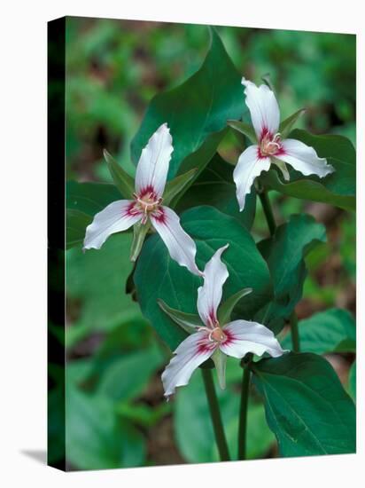 Painted Trillium, Waterville Valley, White Mountain National Forest, New Hampshire, USA-Jerry & Marcy Monkman-Premier Image Canvas