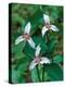 Painted Trillium, Waterville Valley, White Mountain National Forest, New Hampshire, USA-Jerry & Marcy Monkman-Premier Image Canvas