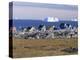Painted Village Houses in Front of Icebergs in Disko Bay, West Coast, Greenland-Anthony Waltham-Premier Image Canvas