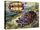 Painted Wood Turtle or Ornate Wood Turtle (Rhinoclemmys Pulcherrima), Geoemydidae-null-Premier Image Canvas