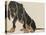 Painting in Black and Brown Colours of a Sitting Dachshund Gazing-L. Rohlwein-Premier Image Canvas