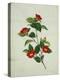 Painting- Japanese Camellia , 19th Century-null-Premier Image Canvas