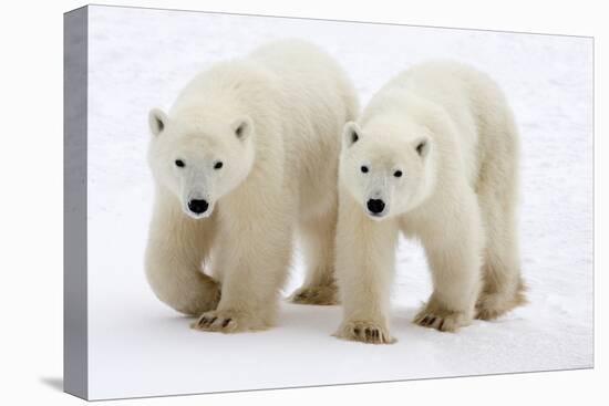 Pair of Adolescent Polar Bear Cubs-Howard Ruby-Premier Image Canvas