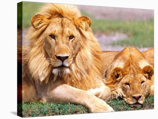 Pair of African Lions, Tanzania-David Northcott-Premier Image Canvas