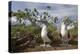 Pair of Blue-Footed Boobies-Paul Souders-Premier Image Canvas