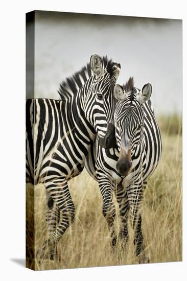 Pair of Burchell's Zebras Nuzzling Up to Each Other, Masai Mara, Kenya-Adam Jones-Premier Image Canvas