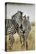 Pair of Burchell's Zebras Nuzzling Up to Each Other, Masai Mara, Kenya-Adam Jones-Premier Image Canvas