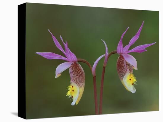 Pair of Calypso Orchids, Upper Peninsula, Michigan, USA-Mark Carlson-Premier Image Canvas