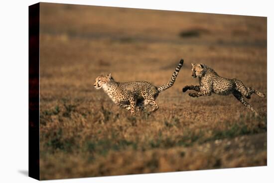 Pair of Cheetahs Running, Maasai Mara, Kenya-Adam Jones-Premier Image Canvas