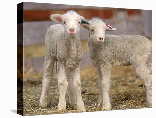 Pair of Commercial Targhee Lambs-Chuck Haney-Premier Image Canvas