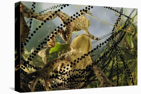 Pair of Common European Toads (Bufo Bufo) with Strings of Toadspawn, in Pond, Germany-Solvin Zankl-Premier Image Canvas