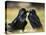 Pair of Common Ravens, Corvus corax, Yellowstone, Montana-Maresa Pryor-Premier Image Canvas