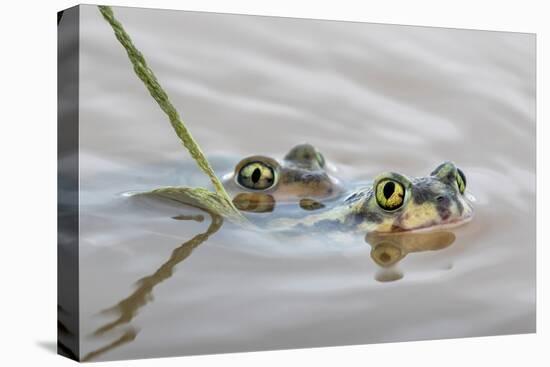 Pair of Couch's spadefoot toads mating in water, Texas-Karine Aigner-Premier Image Canvas