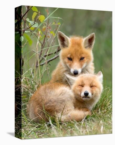 Pair of Cuddling Red Fox Cubs-null-Stretched Canvas