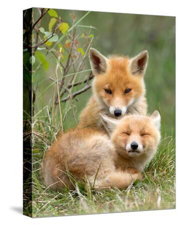 cuddle and kind fox