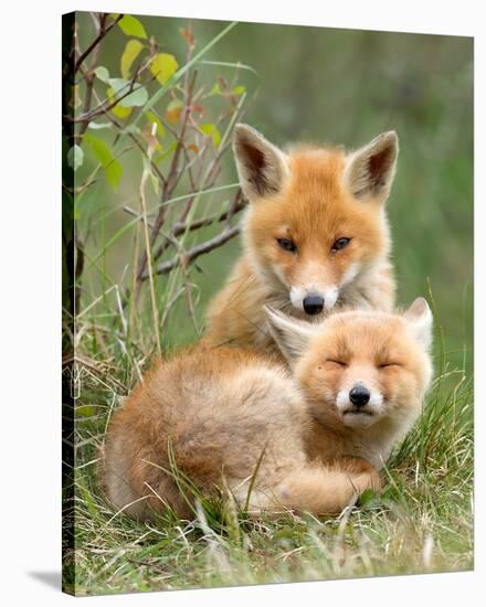 Pair of Cuddling Red Fox Cubs-null-Stretched Canvas