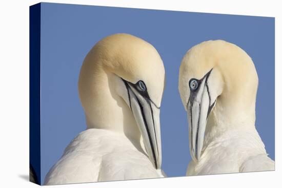 Pair of Gannets (Morus Bassanus) Mutual Preening, Bass Rock, Firth of Forth, Scotland, UK, June-Peter Cairns-Premier Image Canvas