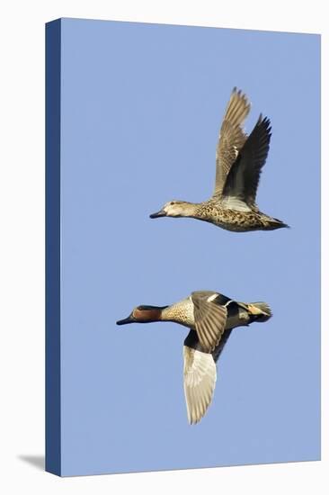 Pair of Green-Winged Teals Flying-Hal Beral-Premier Image Canvas