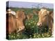 Pair of Guernsey Cows (Bos Taurus) Wisconsin, USA-Lynn M. Stone-Premier Image Canvas