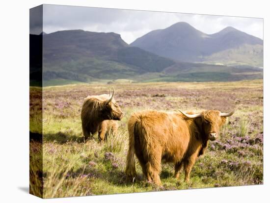 Pair of Highland Cows Grazing Among Heather Near Drinan, on Road to Elgol, Isle of Skye, Highlands,-Lee Frost-Premier Image Canvas