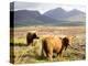 Pair of Highland Cows Grazing Among Heather Near Drinan, on Road to Elgol, Isle of Skye, Highlands,-Lee Frost-Premier Image Canvas